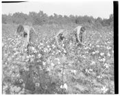 Boys picking cotton